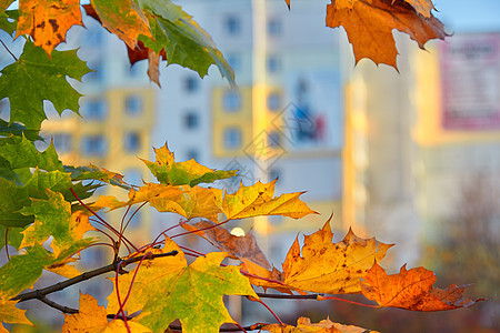 五颜六色的绿黄色和红色秋枫叶在阳光明媚的日子里改变季节性的颜色季节环境公园植物树叶墙纸植物群橙子树木木头图片