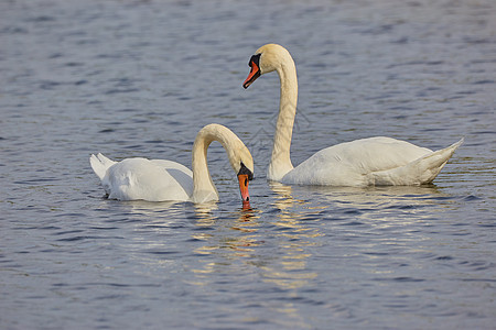 两只天鹅漂浮在水上野生动物水池脖子游泳鸟类反射池塘翅膀宠物水鸟图片
