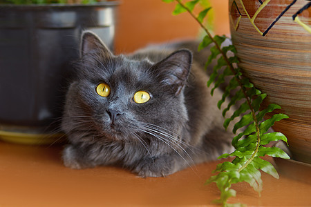 灰猫Nebelung动物女性眼睛猫科动物毛皮耳朵猫咪哺乳动物宠物鼻子图片