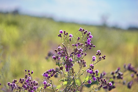 美丽的紫色花朵 鲜花药用植物的花朵图片