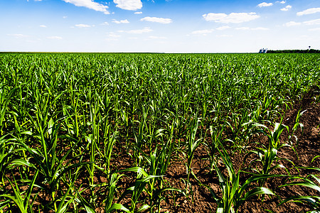 玉米角绿色植物蓝天农业场地农田种植园田园农村生长图片
