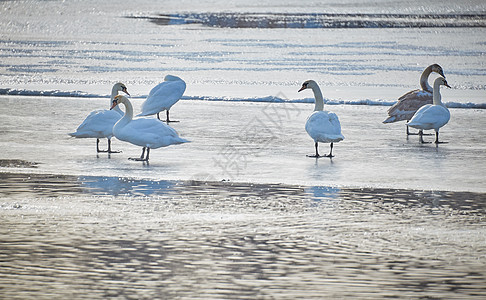 冬日 一群白天鹅站在冰面上 与水面对冲图片