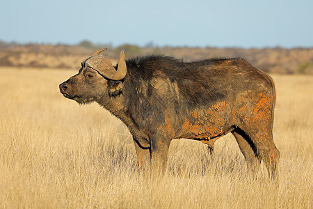 草原上的非洲水牛生态牛角野生动物动物群咖啡馆栖息地环境草原身体哺乳动物图片
