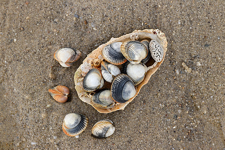 沙滩上常见的 食用盐水蛤贻贝动物肌肉食物贝类海洋椭圆形盐水盘子肋骨图片