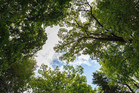 在绿林中宽角低树冠下射入大角 向上以绿色叶子和蓝天空向树顶看图片