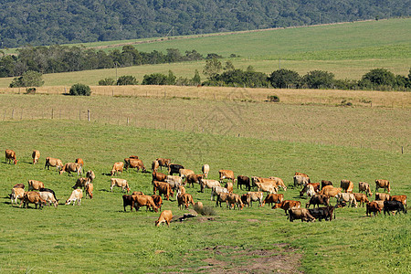 在绿草牧场上放牧的奶牛乳牛图片
