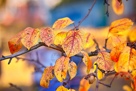 红黄色和橙色的秋叶落在背景中图片