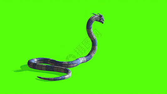 3d 插图  绿色屏幕上的蛇  背景宠物黑色皇家夹子动画片异国眼睛镜头地毯动物图片