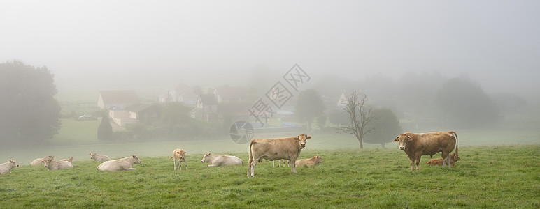 北法郎鲁昂和黎河之间区域公园附近村庄的雾中 每天早晨有公牛和公牛农村牛奶天空场地草地丘陵农场奶牛国家农田图片
