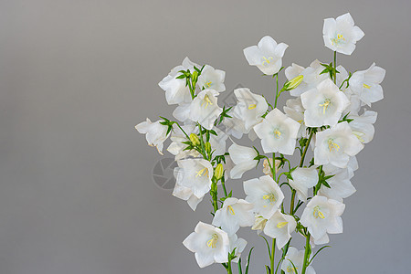 灰色背景的花铃束花图片