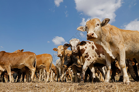 农村农场的免费放牧土地动物乡村哺乳动物农业范围场地奶牛牛肉牧场图片