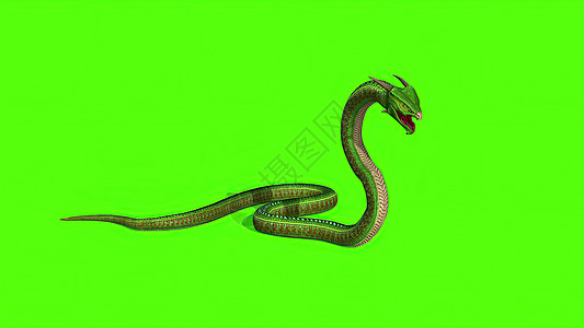 3d 插图  绿色屏幕上的蛇  背景地毯野生动物攻击情调动画片白色夹子镜头异国黑色图片