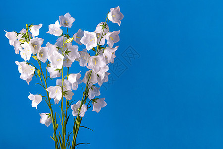 蓝色背景的花铃 一束花铃图片