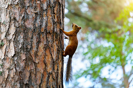 松鼠坐在一棵树上 公园里美丽的红松鼠 有选择的焦点图片