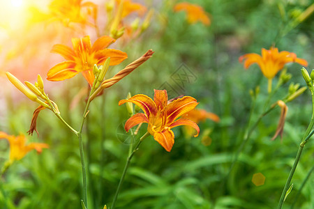 云台花园(又称Fire Lily) 特写 花园和乡村房屋装饰背景