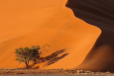 沙丘和树木  Namib沙漠红色阴影纳米布生态风景旅行阳光目的地旅游破坏图片