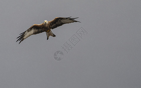 飞鹰在天上旅行捕食者眼睛猫头鹰自然国家猎鹰动物翅膀鸟类背景图片