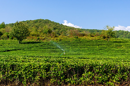 茶叶种植场的景观图 茶叶产品背景概念 复制空间;图片