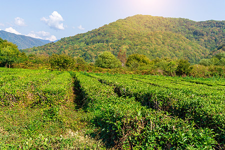绿色茶叶种植园自然背景 种植茶叶 秋天收成图片