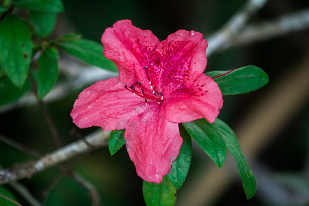 阿扎利亚在寒冷的季节盛开花朵美丽的花朵图片