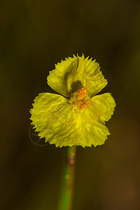 花是深紫色的花束季节植物公园场地花园蓝色环境宏观荒野草地图片