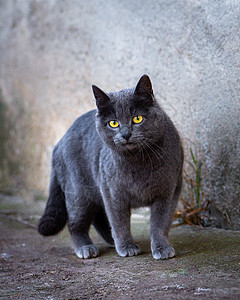 黑暗灰色流浪猫在看镜头图片