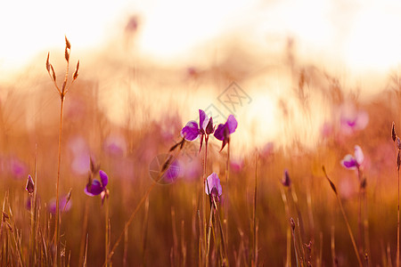 花朵在花束中是深紫色的 在花束中荒野草地植物狸藻场地花园宏观植物群热带紫色图片