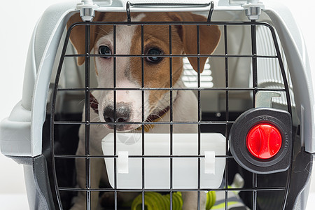 载体中的可爱狗狗房子旅行狗窝运输小狗哺乳动物家养狗盒子塑料动物图片