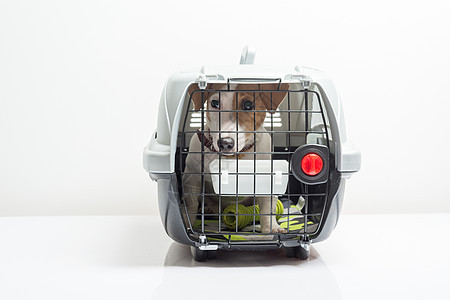 载体中的可爱狗狗宠物囚犯狗窝小狗哺乳动物旅行控制家养狗工作室房子图片