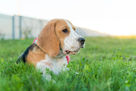 可爱的 beagle 肖像乐趣场地美眉小狗公园家养狗朋友友谊宠物动物图片