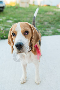 可爱的 beagle 肖像猎犬公园美眉犬科乐趣场地哺乳动物家养狗鼻子小狗图片