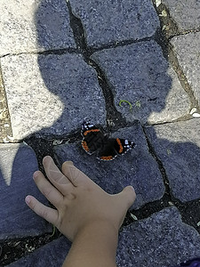 男孩想用手抓一只蝴蝶的手自由墙纸环境昆虫横幅生态学荒野翅膀领带宏观图片
