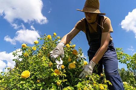 一个年轻人正在修剪玫瑰树丛花园剪刀灌木丛男人栽培衬套手套工具绿化工作图片