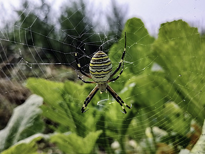 微距蜘蛛特写 蜘蛛在野外织网 有毒的野生蜘蛛条纹衬套网络花园寡妇猎物危险宏观蜘蛛网动物图片
