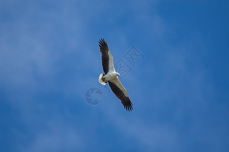 白腹海鹰在空中飞翔捕食者白腹野生动物观鸟便便翅膀大腹荒野动物群航班图片