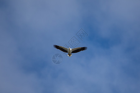 白腹海鹰在空中飞翔便便海鹰鸟类大腹动物群白腹翅膀野生动物航班捕食者图片