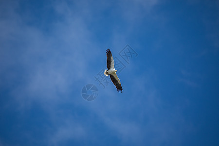 白腹海鹰在空中飞翔蓝色航班动物大腹野生动物白腹羽毛便便翅膀海鹰图片