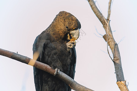 一只雄性光滑黑鹦鹉喂食双甲状腺荒野黑色天空棕色濒危本地人羽毛野生动物飞行航班图片