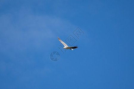 白腹海鹰在空中飞翔蓝色航班鸟类海鹰动物群观鸟荒野猎物翅膀白腹图片