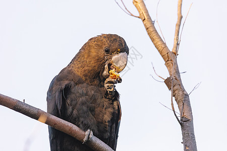 一只雄性光滑黑鹦鹉喂食双甲状腺棕色荒野濒危航班野生动物羽毛飞行黑色本地人天空图片