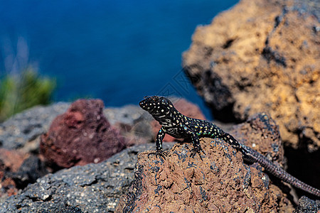靠近熔岩石上方的filfola蜥蜴或马耳他壁蜥蜴绿色宏观石头生物冷血野生动物荒野干旱国家尾巴图片