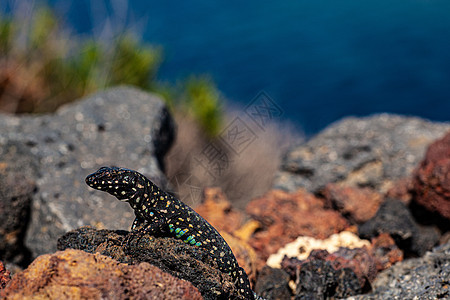 靠近熔岩石上方的filfola蜥蜴或马耳他壁蜥蜴尾巴石头生物野生动物爬虫干旱气候国家荒野冷血图片
