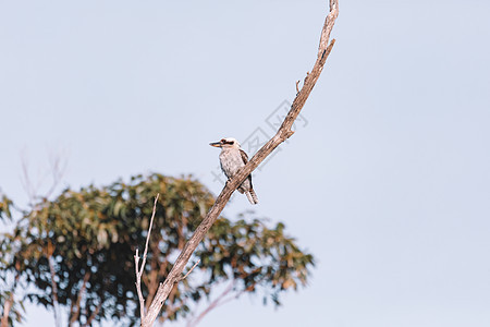 欢笑的Kookaburra 踩在树枝上捕食者家庭野生动物团体动物群鸟类航班羽毛动物飞行图片