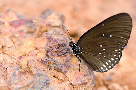 蝴蝶英联邦王冠在沙子上吃掉了矿物质棕色森林翅膀蓝色黑色粉色野生动物红色绿色宏观图片