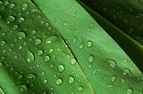 雨后郁郁葱葱的绿叶上的特写水滴生态植物群植物学绿色植物季节环境生长热带植物棕榈图片