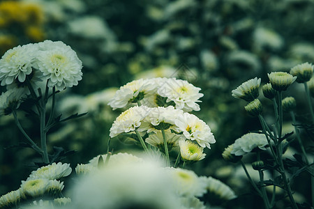 白菊花盛开花束菊花花朵花园花瓣翠菊橙子植物宏观雏菊图片