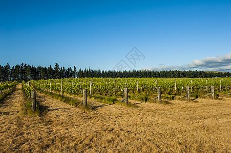新西兰的赢家农业栽培生长收成种植园酒厂风景植物园艺水果图片