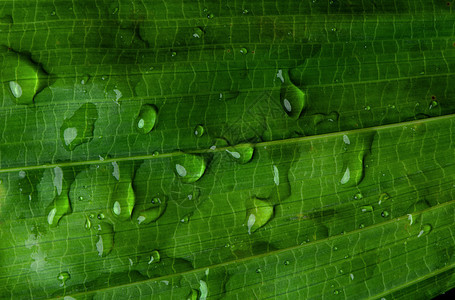 雨后郁郁葱葱的绿叶上的特写水滴情调树叶生态环境叶子植物群植物飞沫气泡季节图片