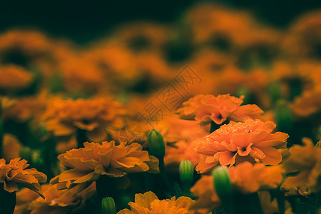 美国马瑞格德是一个大花瓣品种植物植物群花园季节热带勃起生长万寿菊花叶子雏菊花图片