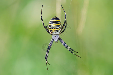 蜂蜘蛛 在网络上眼睛蛛网漏洞斑马条纹动物生物花园荒野草地图片